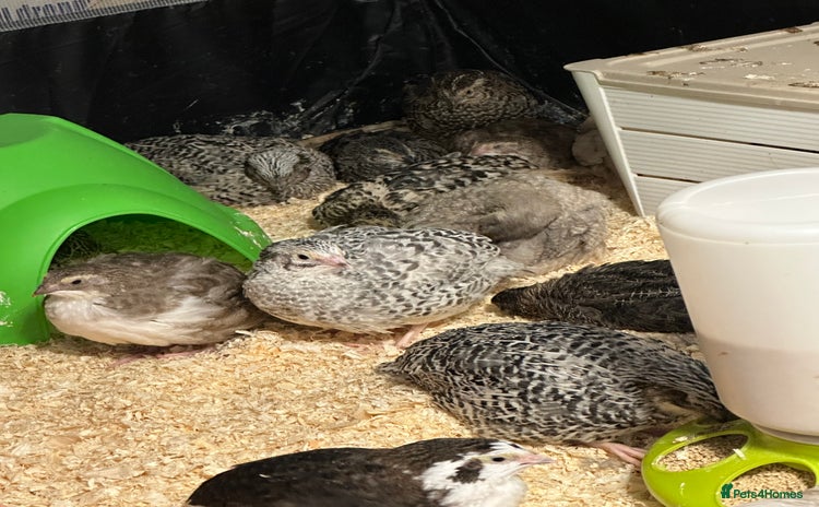 Quail poultry - Advert 5