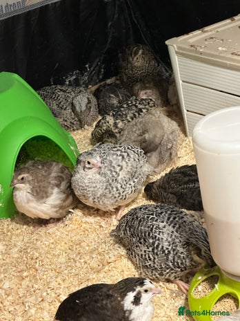 Quail poultry - Advert 18