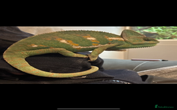 Chameleon reptiles for sale: Female veild chameleon - Image 2