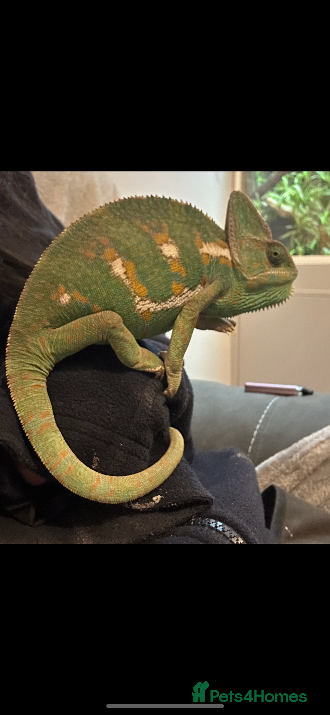 Chameleon reptiles for sale: Female veild chameleon - Image 2