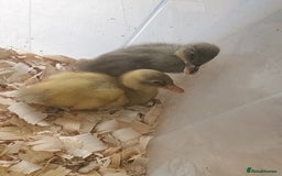 Ducks poultry for sale: 7 mixed sex pure indian runner ducklings in Wellingborough - Image 1