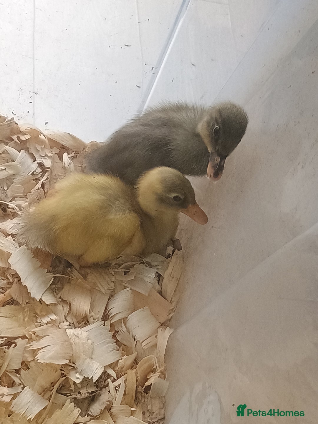 Ducks poultry for sale: 7 mixed sex pure indian runner ducklings in Wellingborough - Image 1