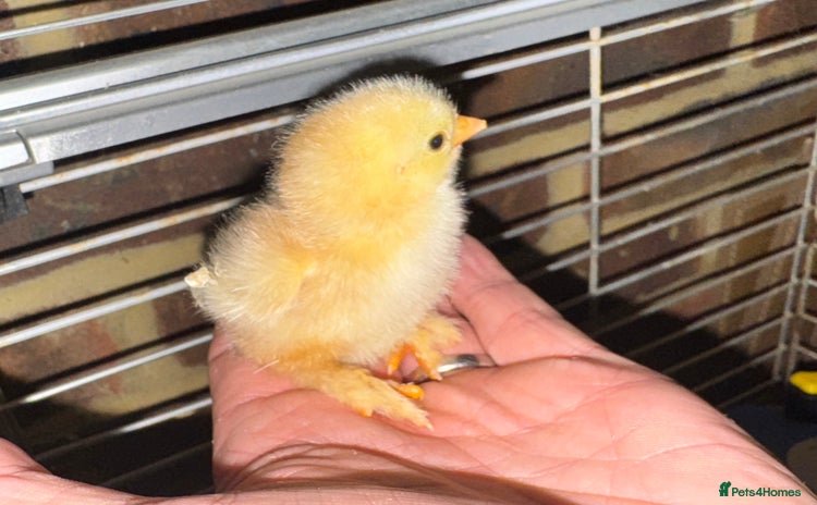 Chickens poultry - Advert 1