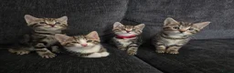 Mixed Breed cats for sale: Mixed Bread Kittens  - Advert 1