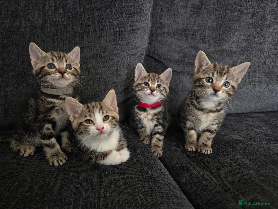 Mixed Breed cats for sale: Mixed Bread Kittens  - Advert 1