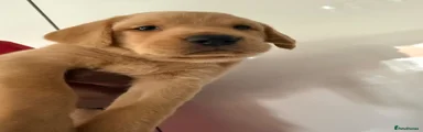 Labrador Retriever 4