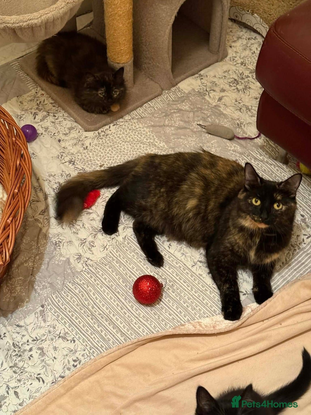 Persian cats for sale: Very fluffy kittens  - Advert 17