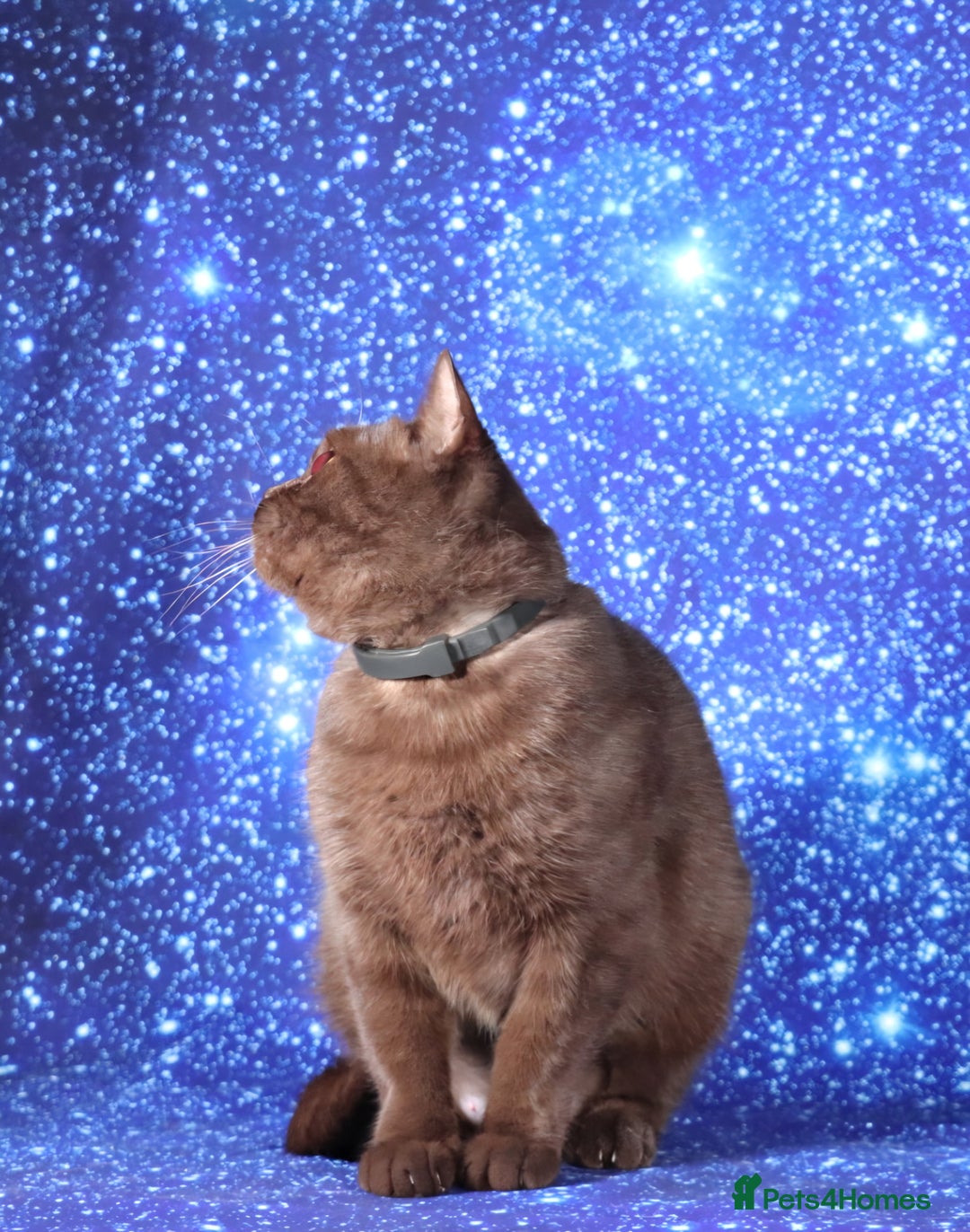 British Shorthair cats for sale: Retired Tica registered British shorthair females  - Image 18