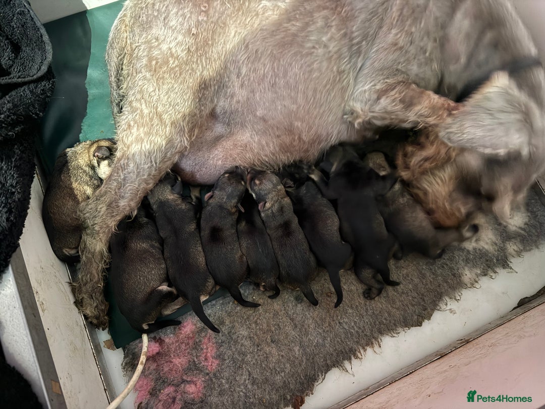 Miniature Schnauzer dogs for sale: KC MAC BVA MIniature Schnauzer puppies  - Image 17