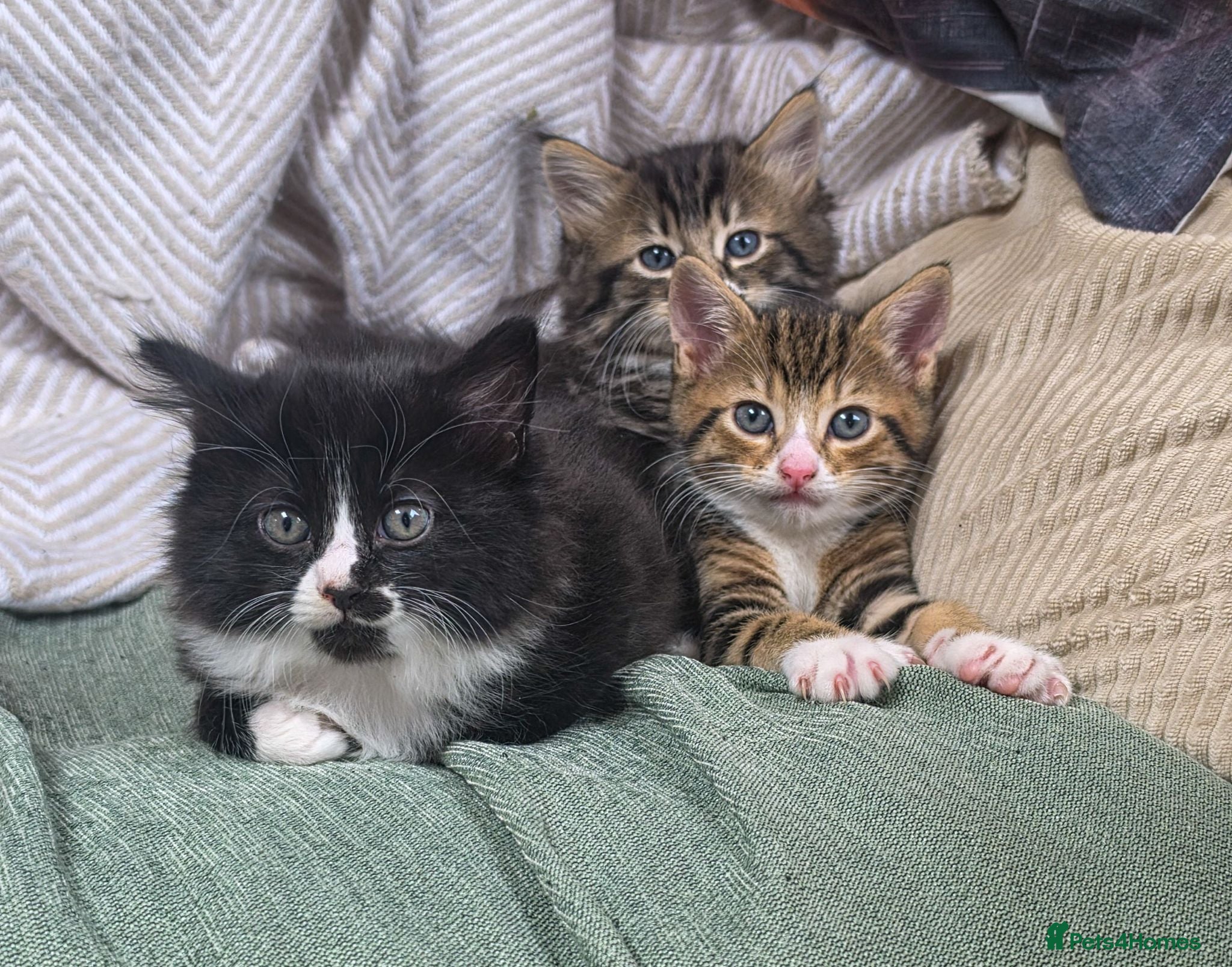 Mixed Breed cats Three little kittens  - Advert 1