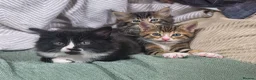 Mixed Breed cats for sale: Three little kittens  - Advert 1