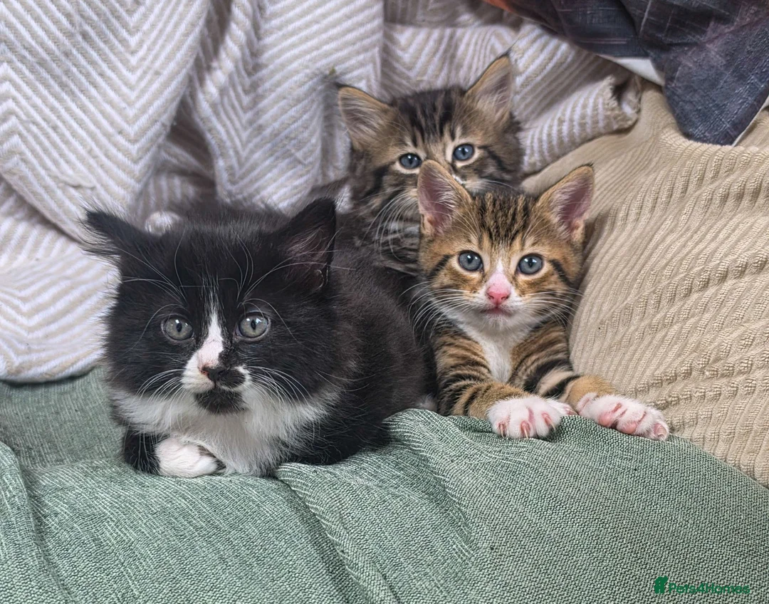 Mixed Breed cats for sale: Three little kittens  - Advert 1