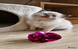 Ragdoll cats for sale: Beautiful Ragdoll Kittens.  - Image 11