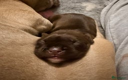 Mixed Breed dogs for sale: French bulldog cross puppies - Advert 2