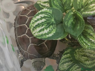 Turtle reptiles Two Reeves turtles for sale - Advert 3