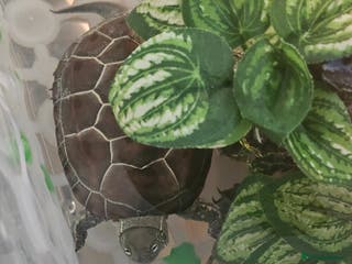 Turtle reptiles Two Reeves turtles for sale - Advert 2