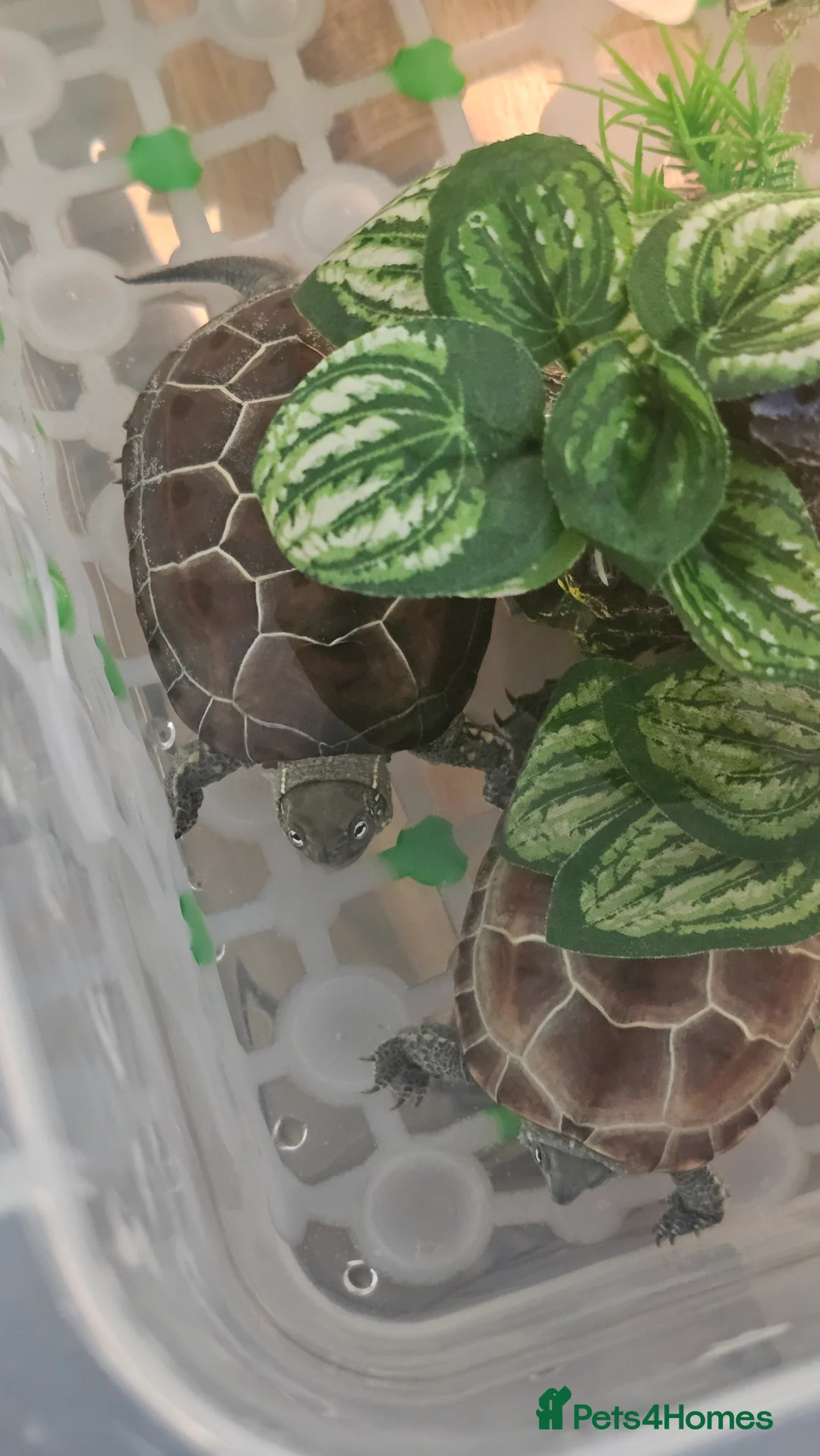 Turtle reptiles for sale: Two Reeves turtles for sale - Advert 1