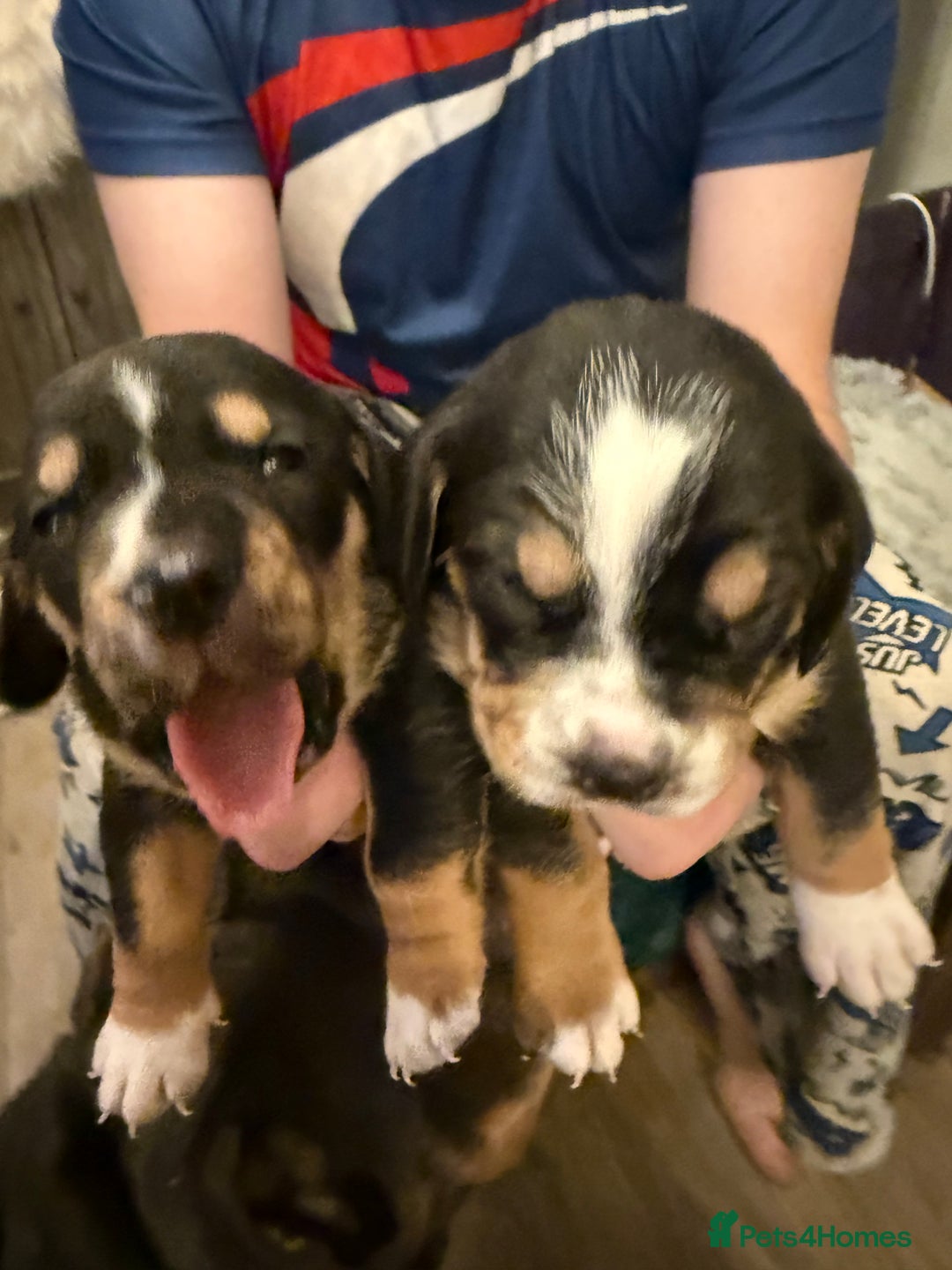 Mixed Breed dogs for sale: Bully Basset’s ( Bull dog x Bassett Hound)  - Advert 3