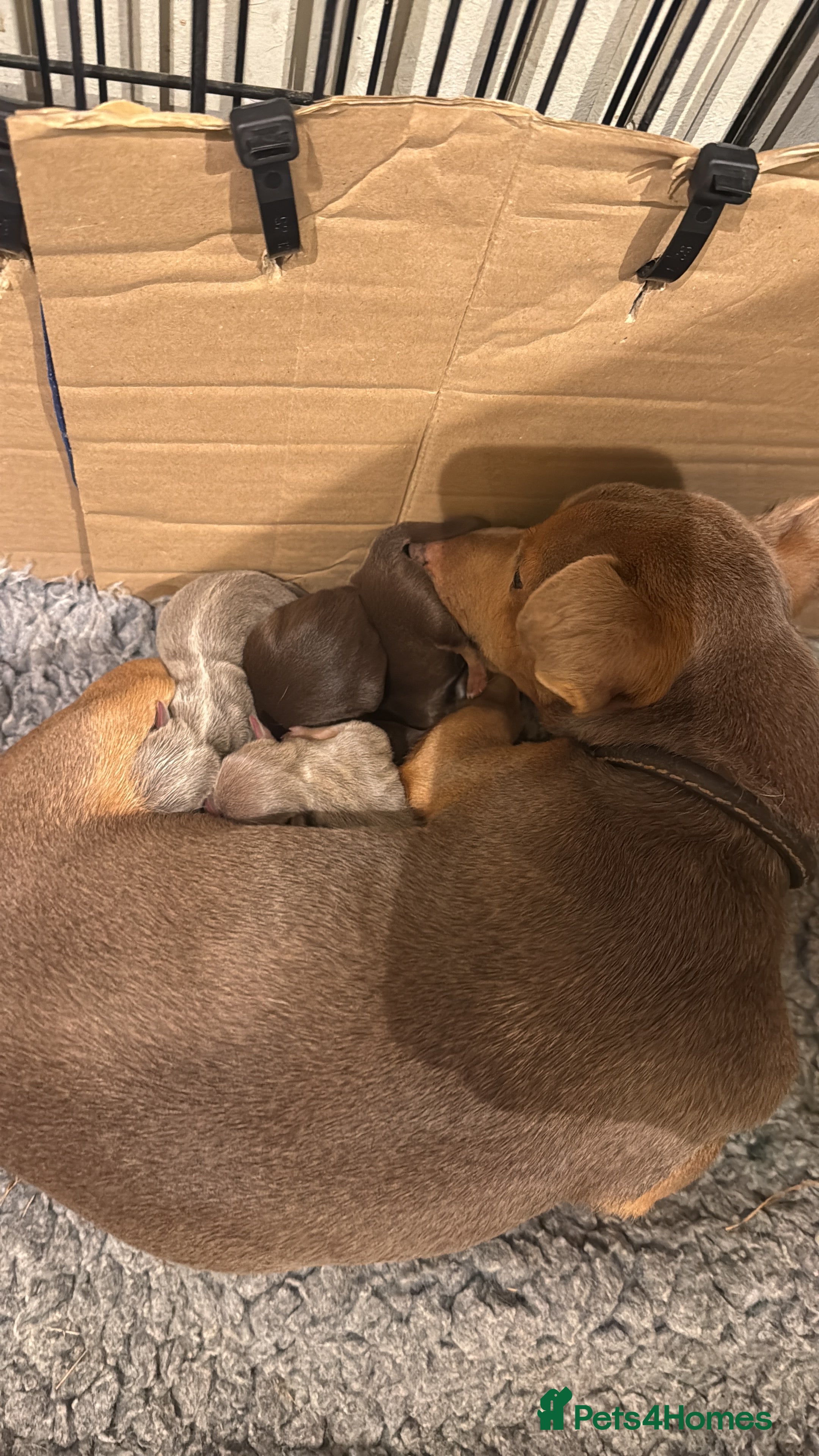 Jack Russell dogs Family Bred Beautiful Miniature Jack Russells - Advert 6