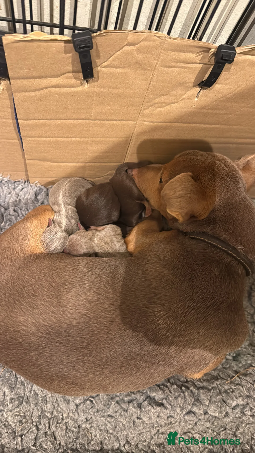 Jack Russell dogs for sale: Family Bred Beautiful Miniature Jack Russells - Advert 1