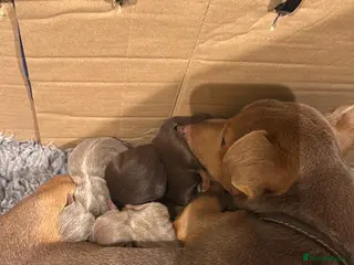 Jack Russell dogs Family Bred Beautiful Miniature Jack Russells - Advert 1