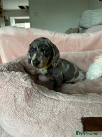 Dachshund dogs - Advert 1