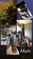 Cane Corso dogs Cane corso pups - Advert 4
