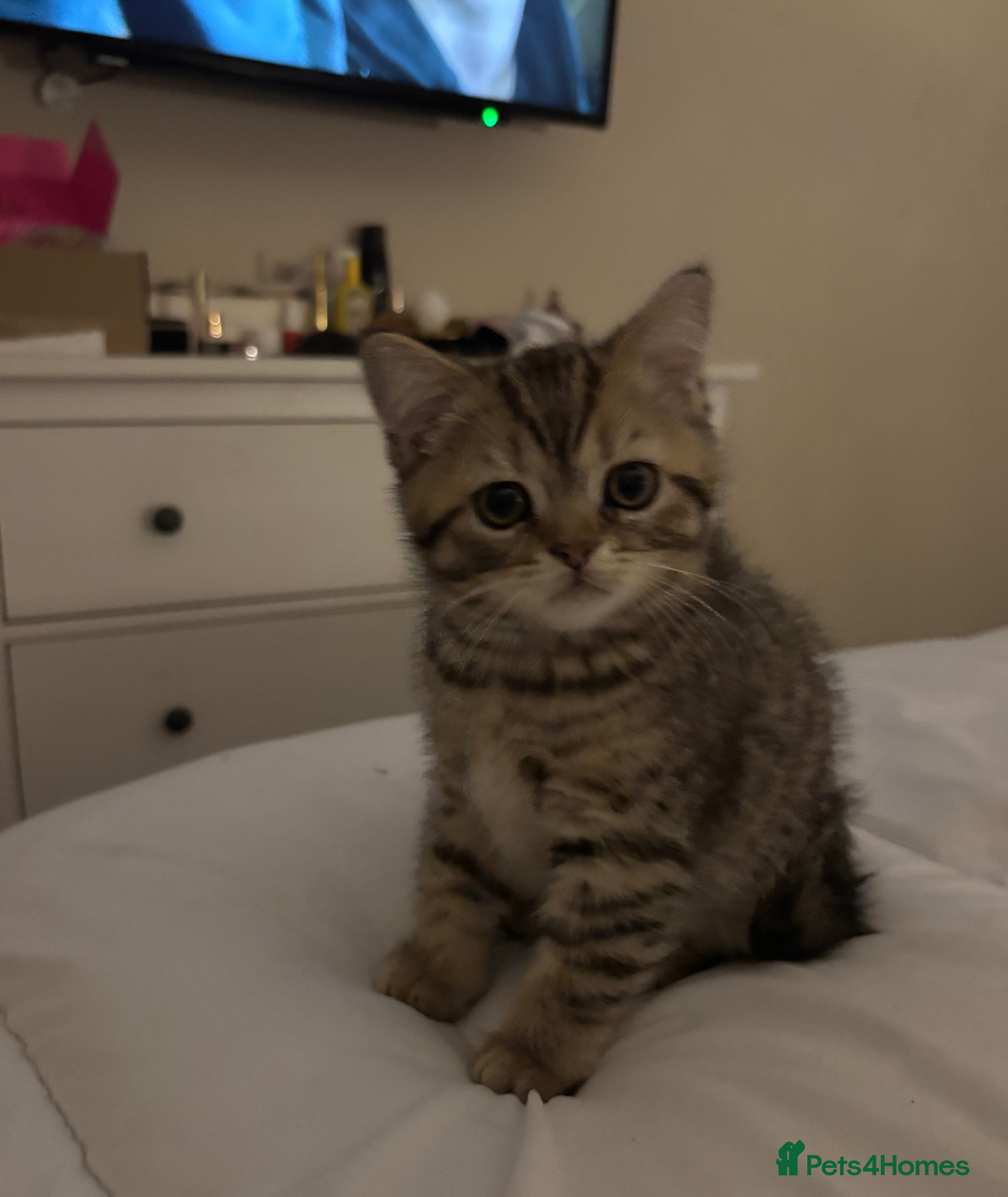 British Shorthair cats Arnie gorgeous wee affectionate boy - Advert 3