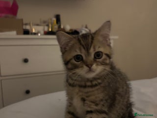 British Shorthair cats Arnie gorgeous wee affectionate boy - Advert 2