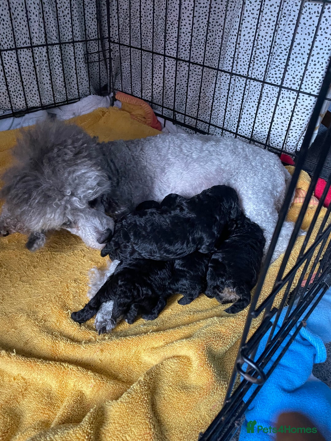Toy Poodle dogs for sale: Gorgeous KC Toy Poodle Puppies 1 Boy Available - Image 9