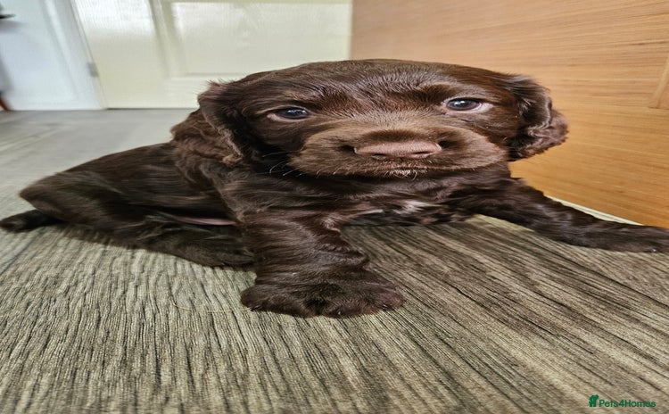 Cocker Spaniel dogs - Advert 3
