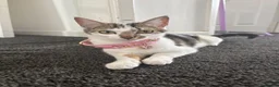 Siamese cats for sale: Mummy Sonny  - Advert 13