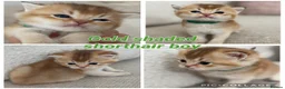British Shorthair cats for sale: Gorgeous golden TICA long and shorthair kittens - Advert 4