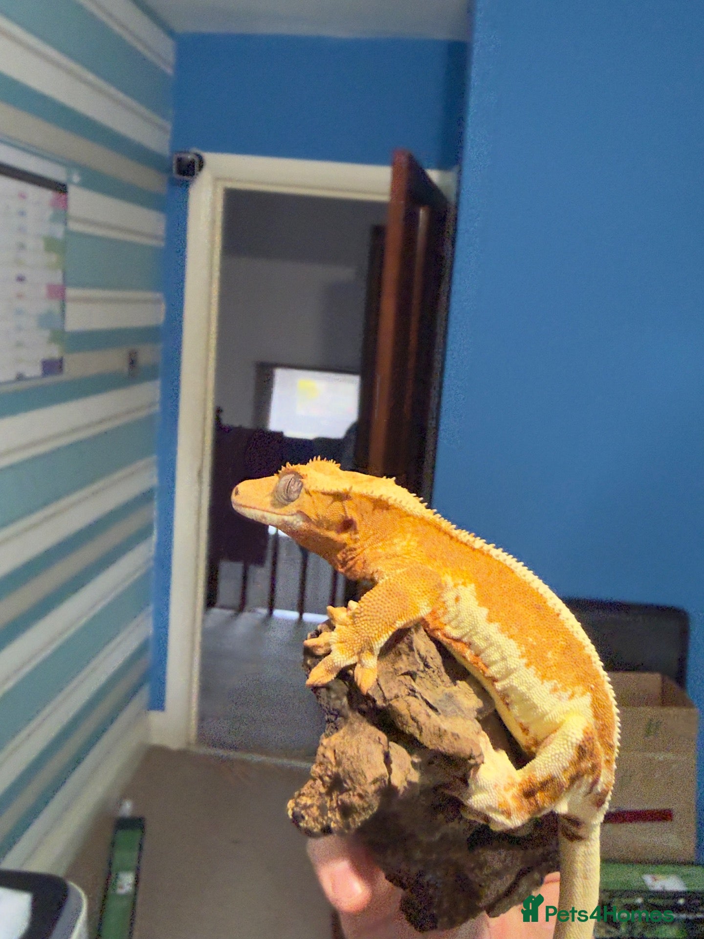 Gecko reptiles ❤️❤️ LILYWHITE CRESTED GECKOS FOR SALE ❤️❤️ - Advert 2