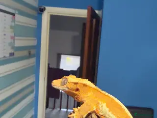 Gecko reptiles ❤️❤️ LILYWHITE CRESTED GECKOS FOR SALE ❤️❤️ - Advert 2