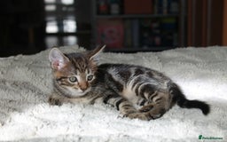 Bengal cats for sale: Adorable, affectionate, so cute kittens for sale!! - Image 6