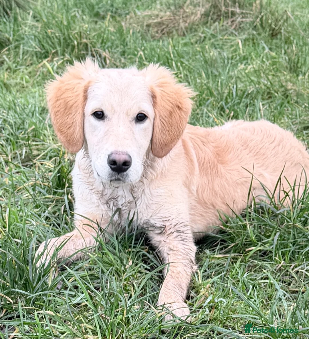 Golden Retriever dogs for sale: 8 month old golden retriever  in Oldham - Advert 2