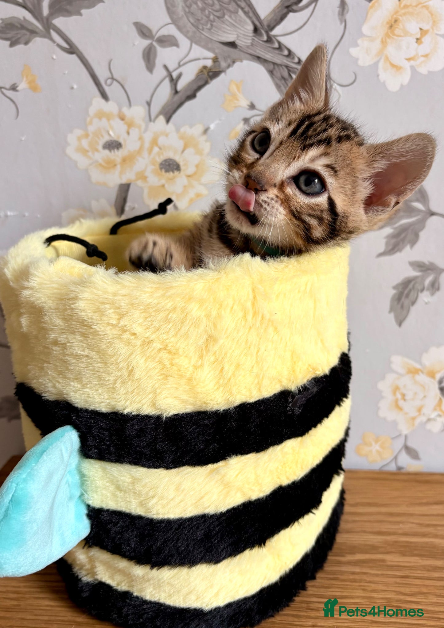 Bengal cats Beautiful Bengal Kittens for sale - Advert 2