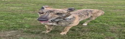 Greyhound dogs for adoption: Lady  - Advert 4