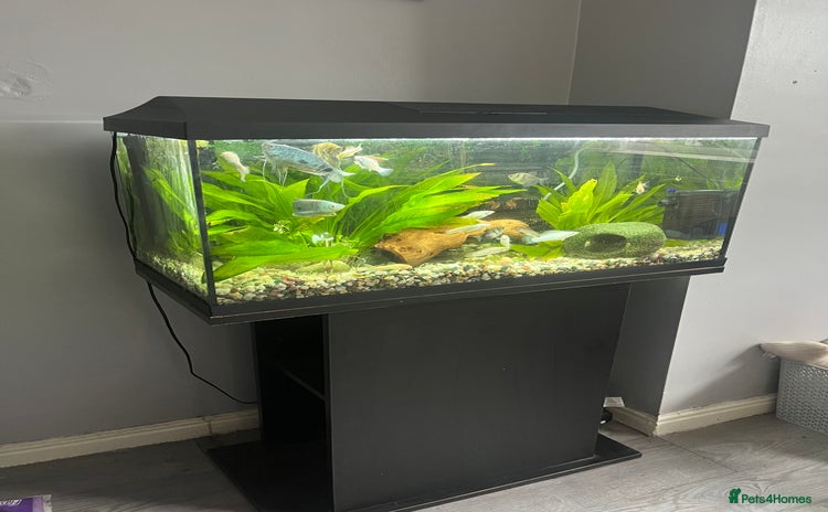 Angelfish fish - Advert 1