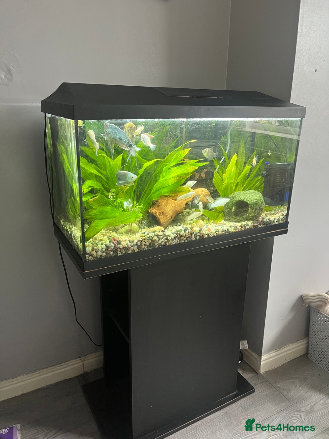 Angelfish fish for sale: Fish tank and fish for sale - Image 1