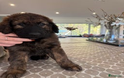 Mixed Breed dogs for sale: Goldendoodle x Blue Sable German Shepard puppies - Advert 14