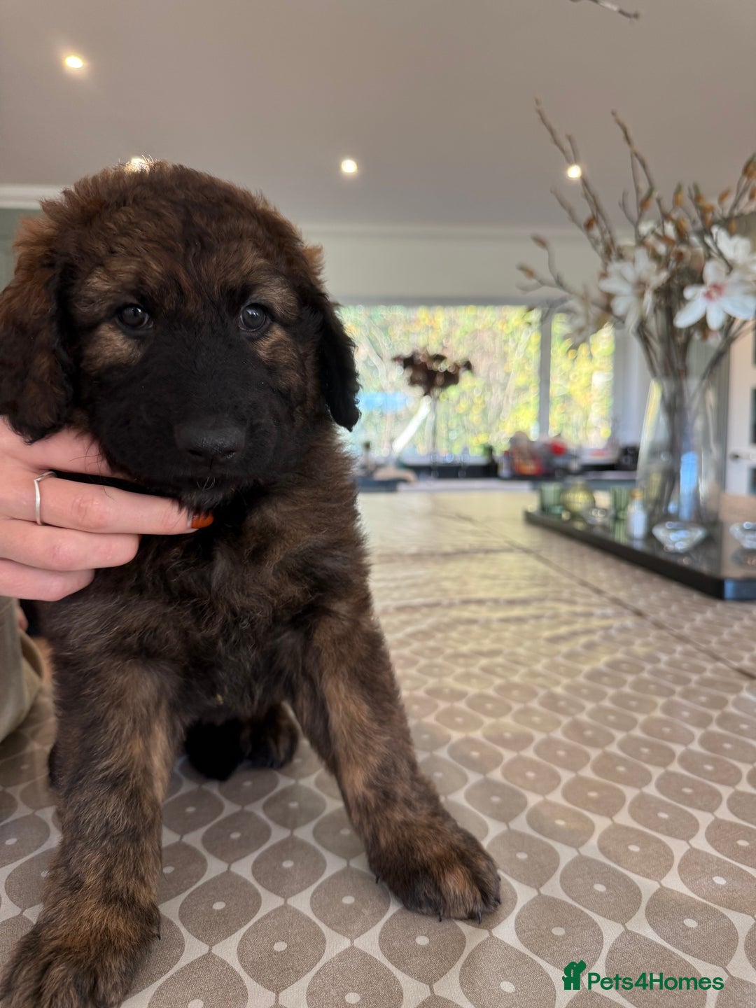 Mixed Breed dogs for sale: Goldendoodle x Blue Sable German Shepard puppies - Advert 14