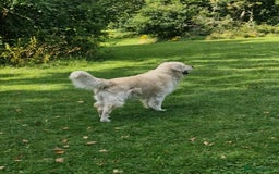 Golden Retriever dogs for stud: Purebred Golden Retriever for Stud - Image 4