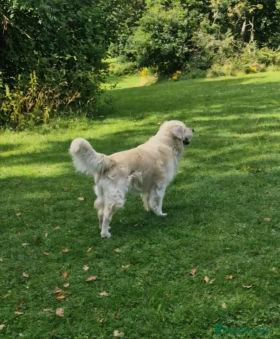 Golden Retriever dogs for stud: Purebred Golden Retriever for Stud - Image 4