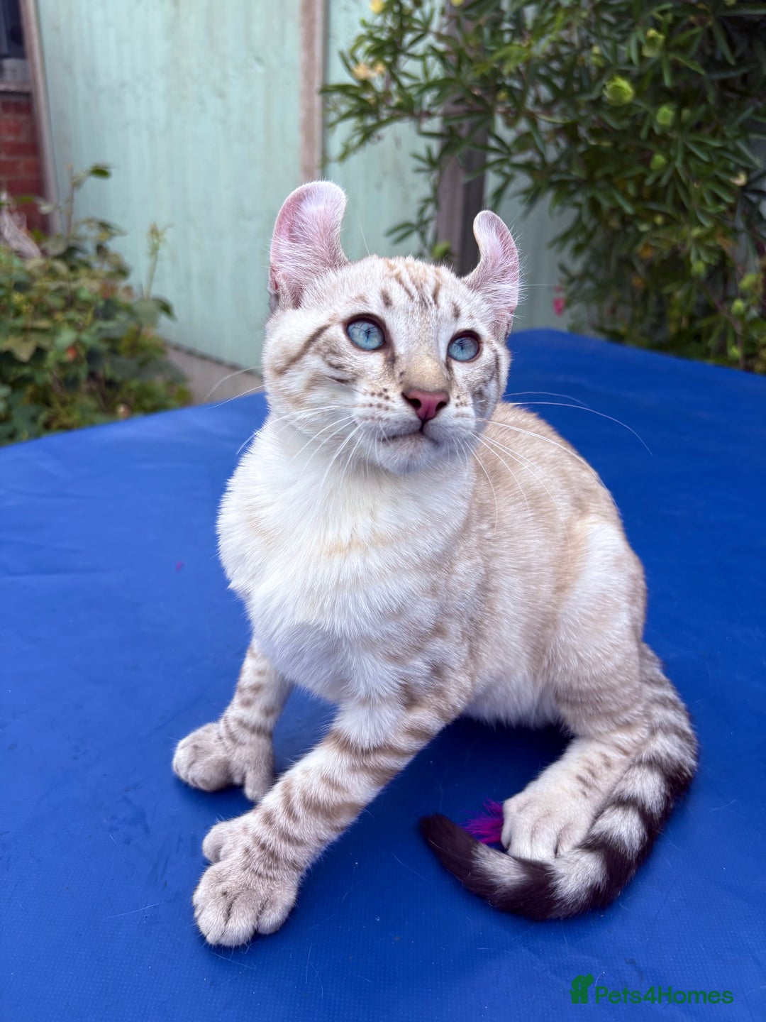 Keetso cats for sale: The best Keetso boy ever  - Image 31