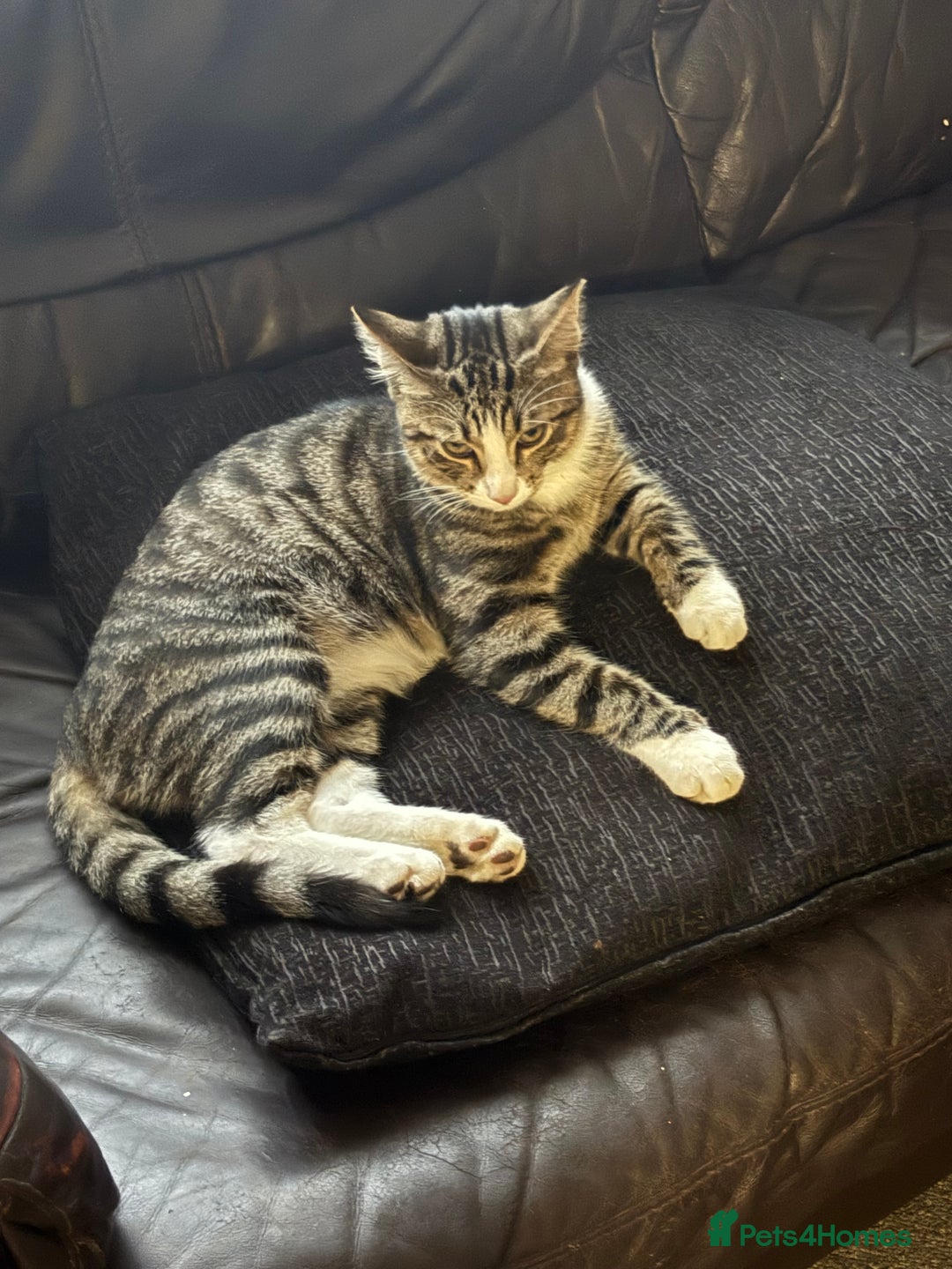 Mixed Breed cats for sale: 3 kittens for rehoming - Image 8