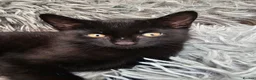 Mixed Breed cats for sale: 2 beautiful dark chocolate colloured boys  - Advert 7