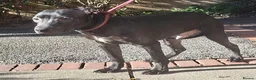 American Bull Staffy dogs for sale: Irish staff  - Advert 7