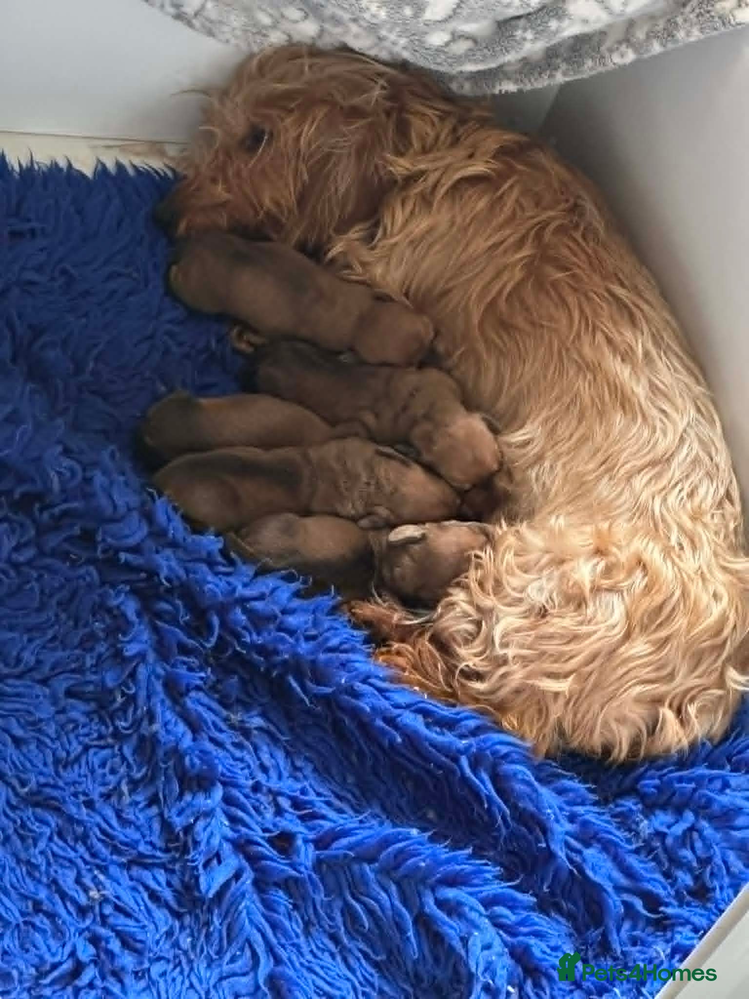 Dachshund dogs Std Wire Haired Dachshund Pups - Advert 1